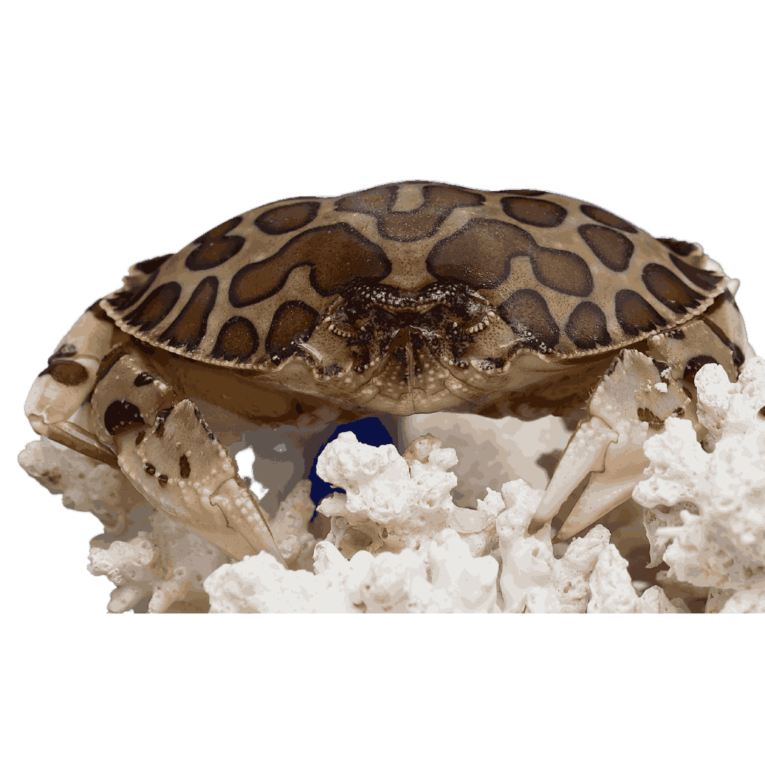 Calico Crabs (large 2-4 inches)