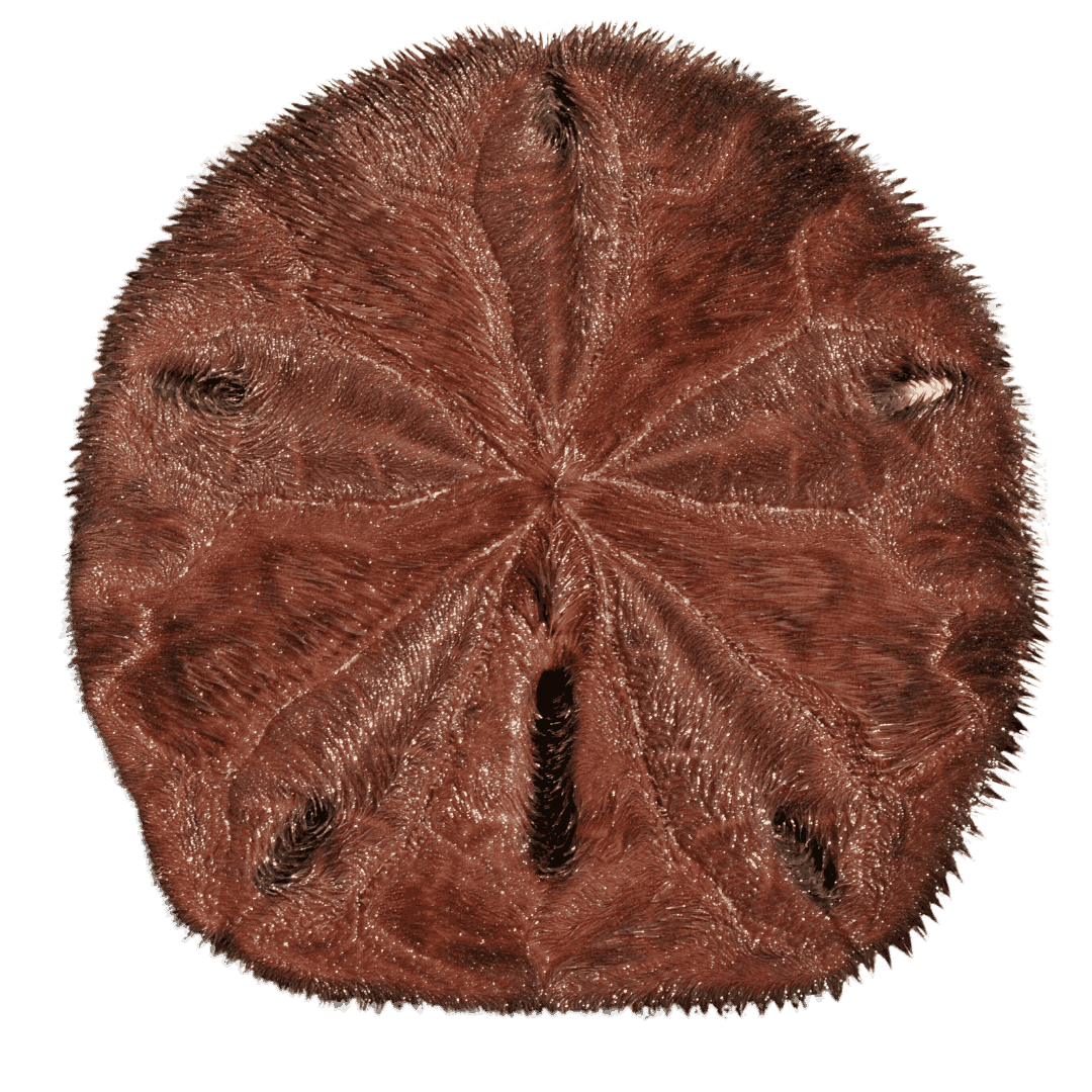 Caribbean Sand Dollar (3-6 inches)