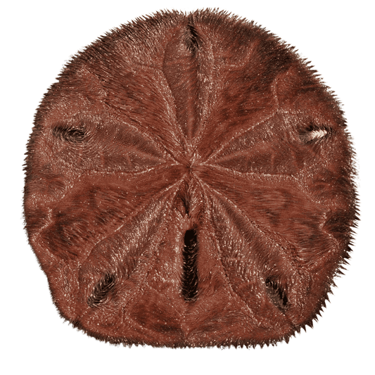 Caribbean Sand Dollar (3-6 inches)