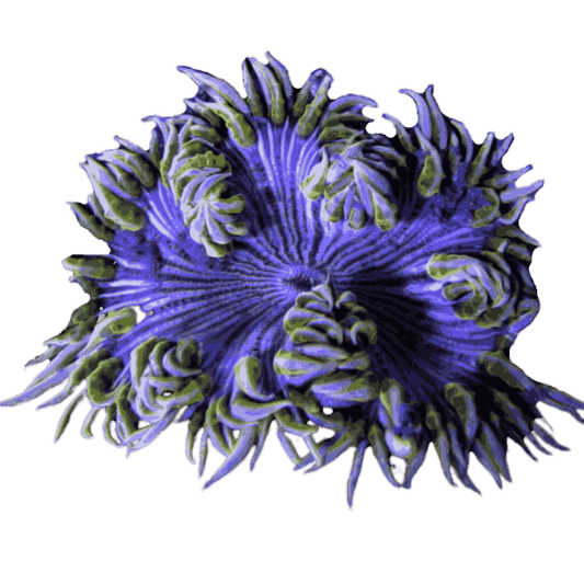 Classy Green Pinstripe Rock Flower Anemone