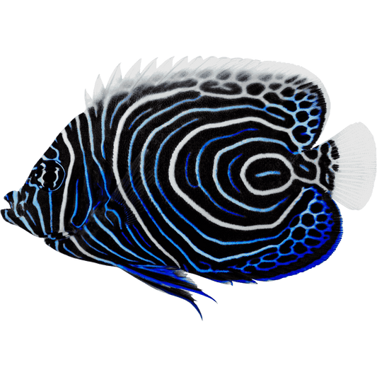 Emperor Angelfish Medium (3-5 inches)