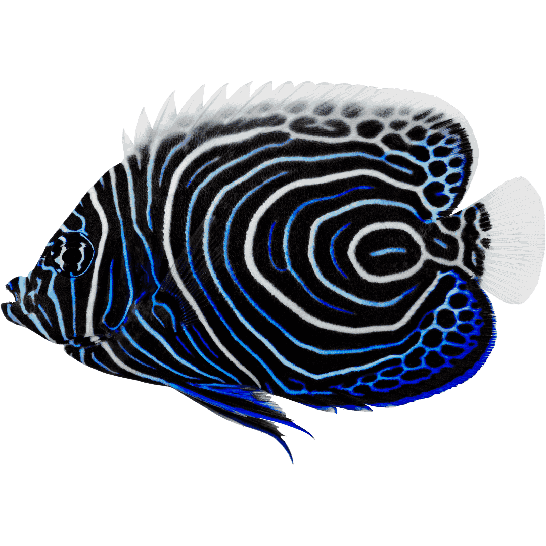 Emperor Angelfish Small (2-3 inches)