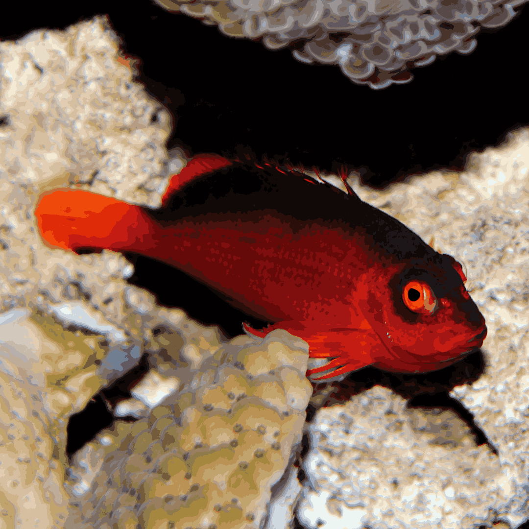 Flame Hawkfish