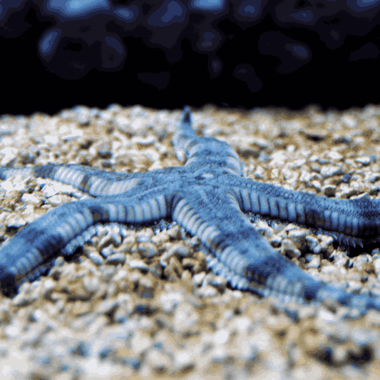 Florida Sand Sifting Starfish