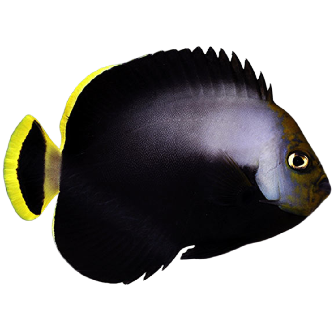 Grey Poma Angelfish- Adult (small/medium)