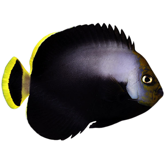 Grey Poma Angelfish- Adult (small/medium)