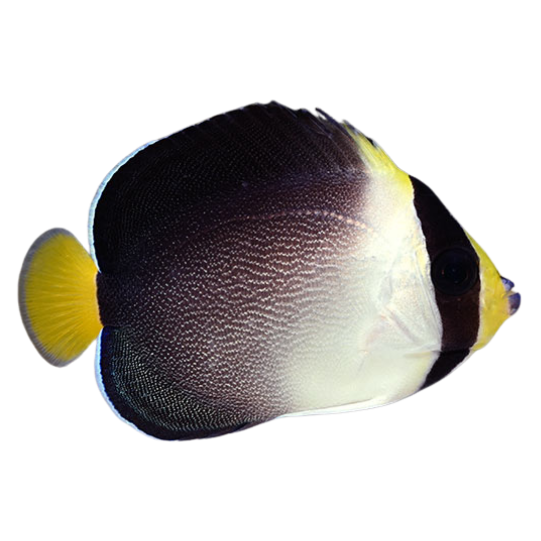 Singapore Angelfish (medium)