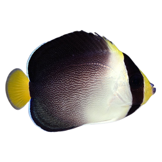 Singapore Angelfish (medium)