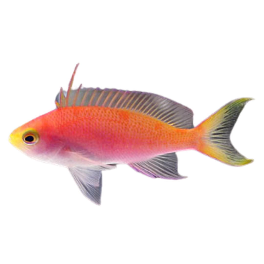 Randall's Anthias (female)