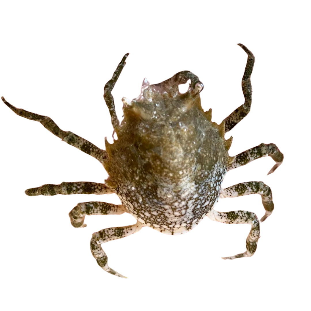 Pithos Crab