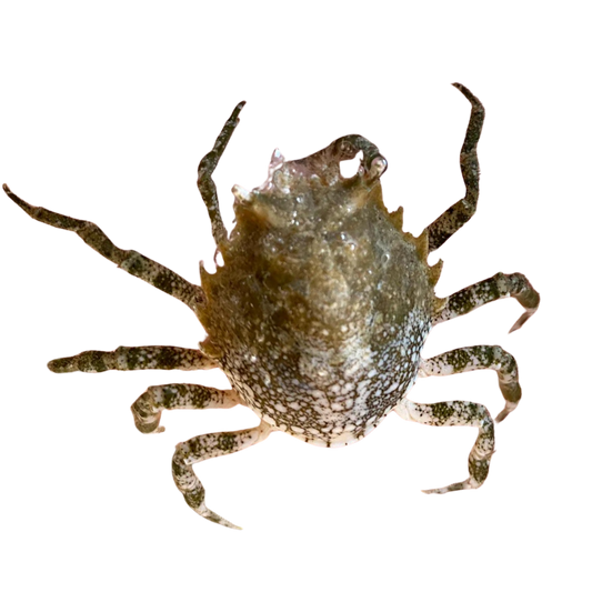Pithos Crab