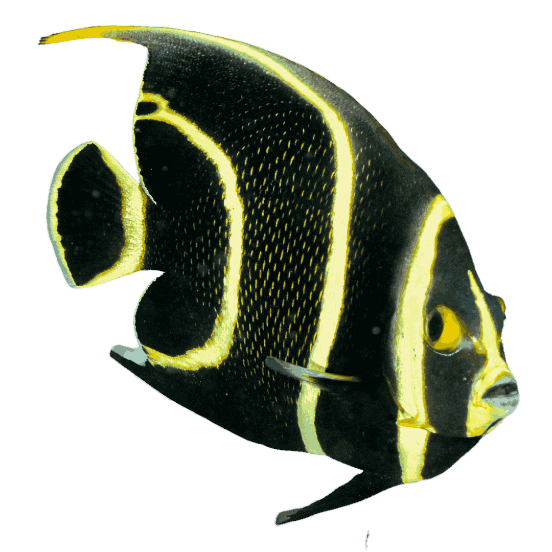 French Angelfish