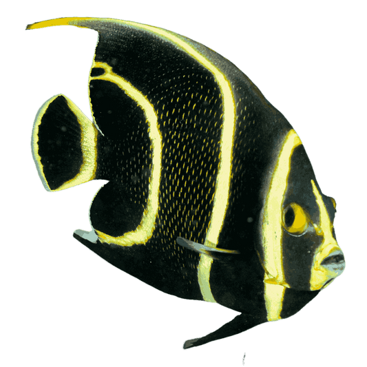 French Angelfish