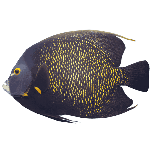 French Angelfish (XL 7-8 inches)