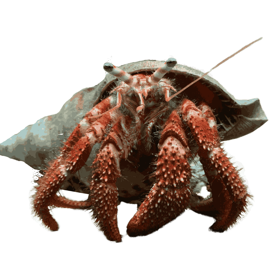 Giant Hermit Crab (medium 1-2.5 inches)