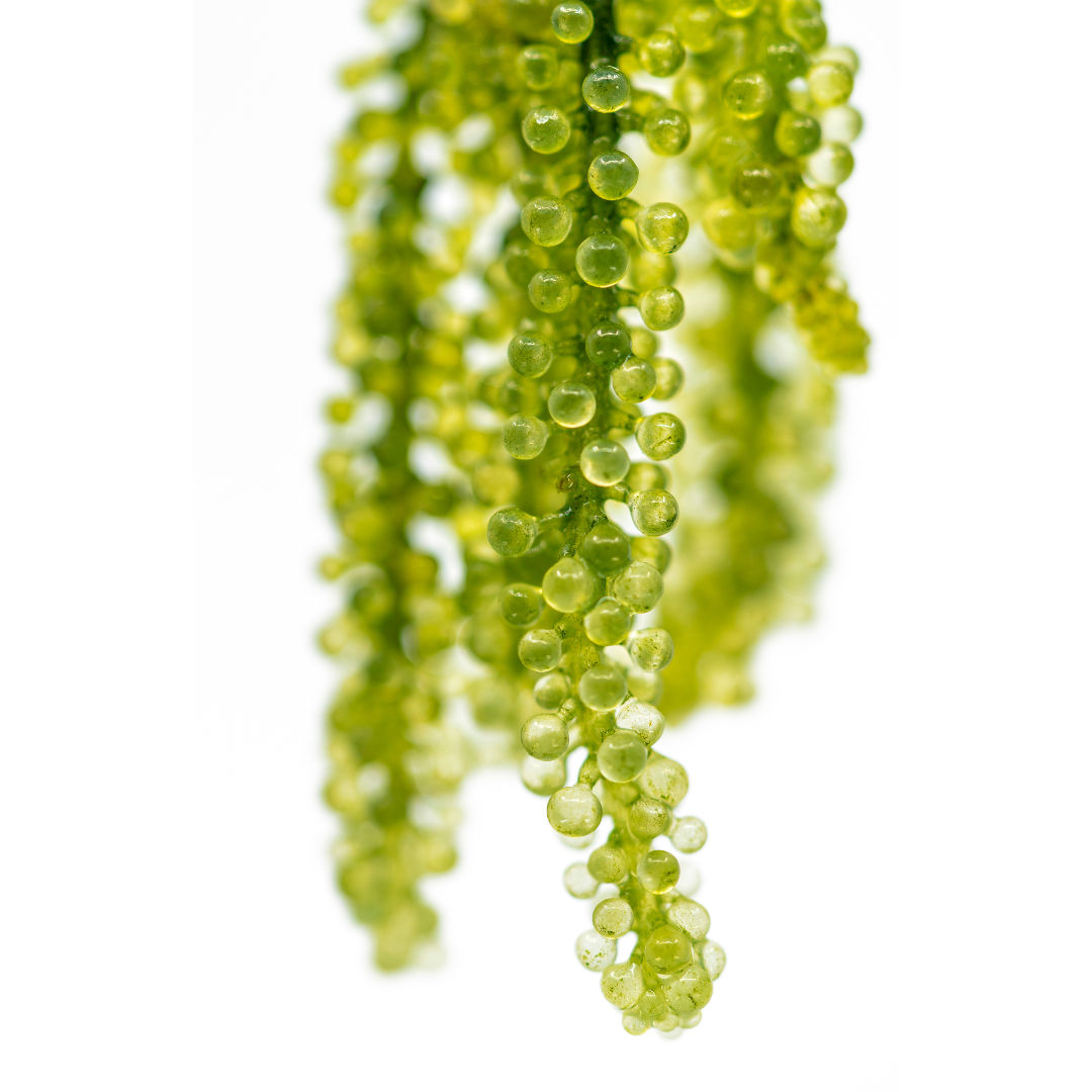 Buy Grape Caulerpa