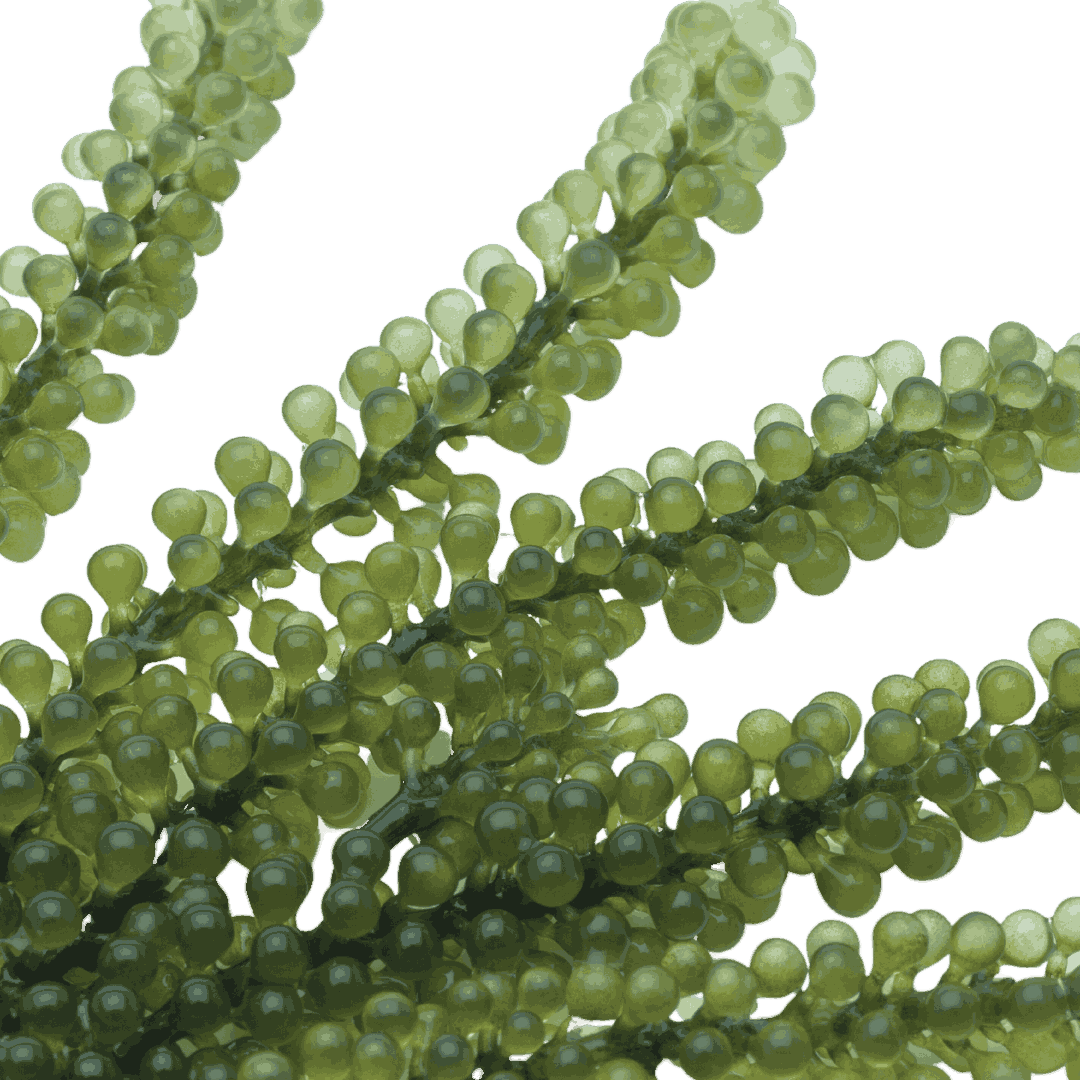 Shop Grape Caulerpa