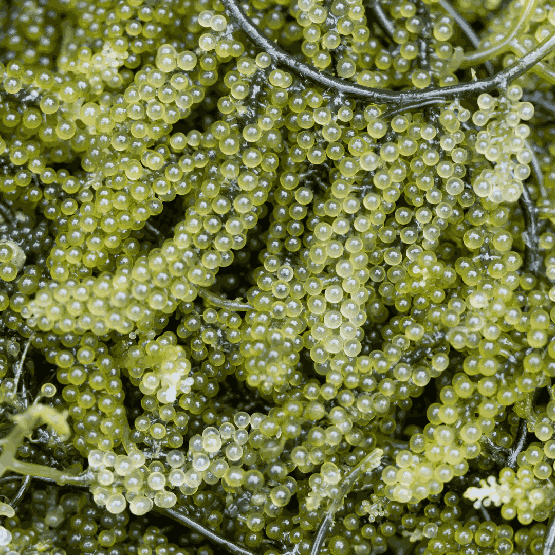 Get Grape Caulerpa