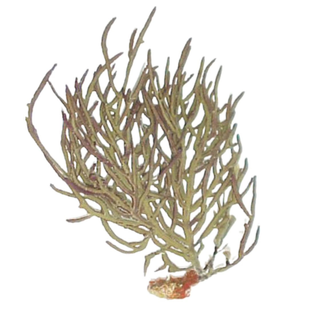 Buy Green Yellow Whip Gorgonian