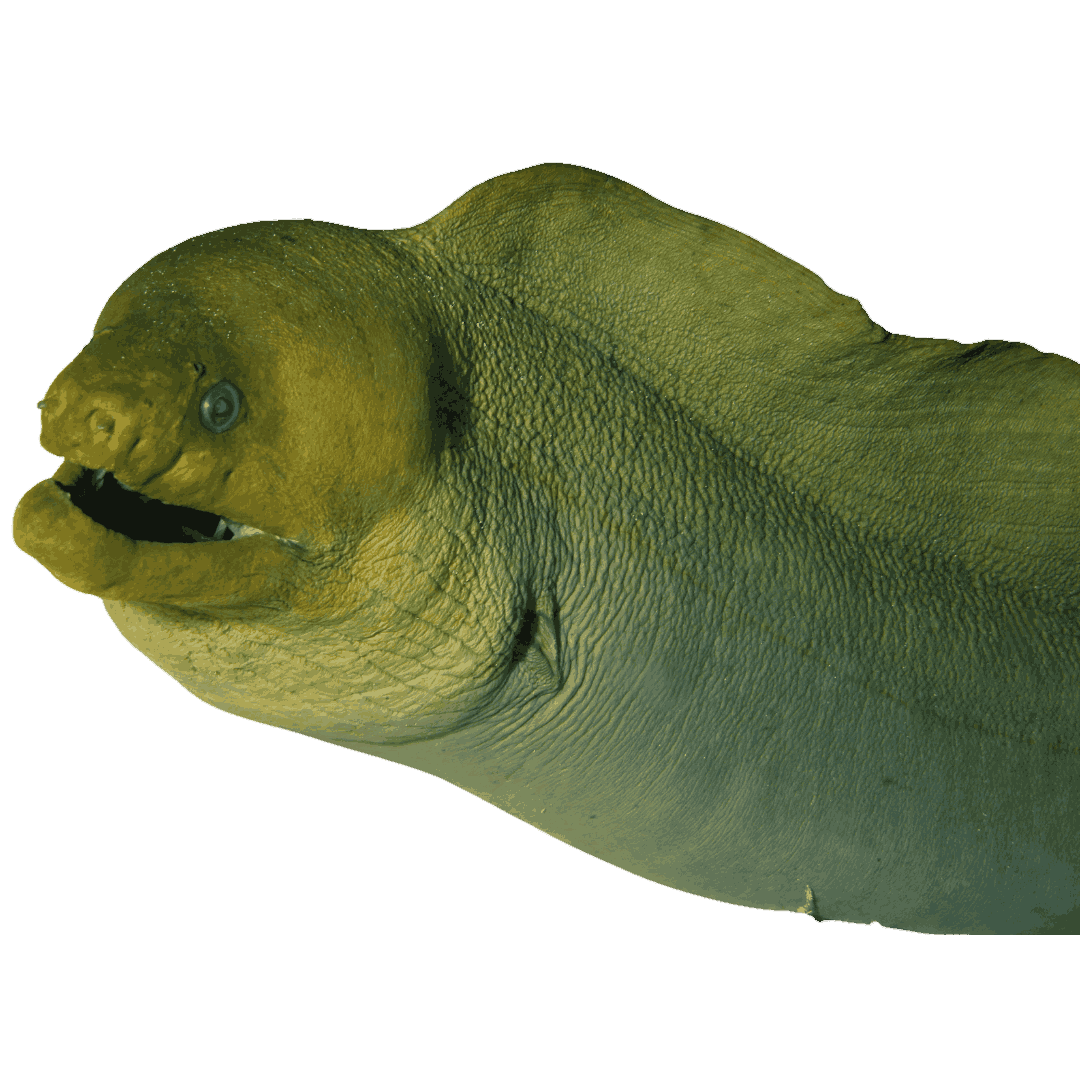 Green Moray (Large 3-5 ft.)