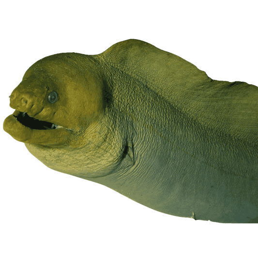 Green Moray (Large 3-5 ft.)