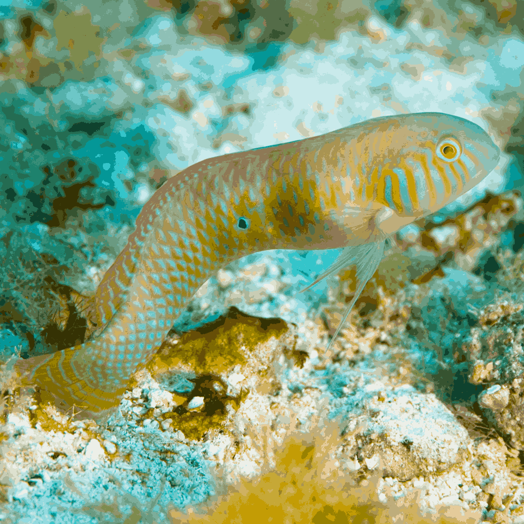 Green Razor Wrasse