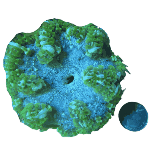 Green Rock Anemone