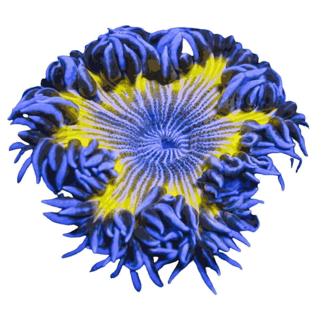 Green Zebra Striped Ultra Rock Flower Anemone