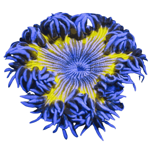 Green Zebra Striped Ultra Rock Flower Anemone