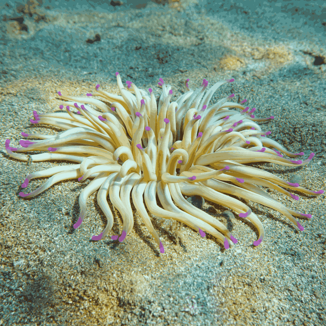 Haitian Purple Tip Condylactis Anemone