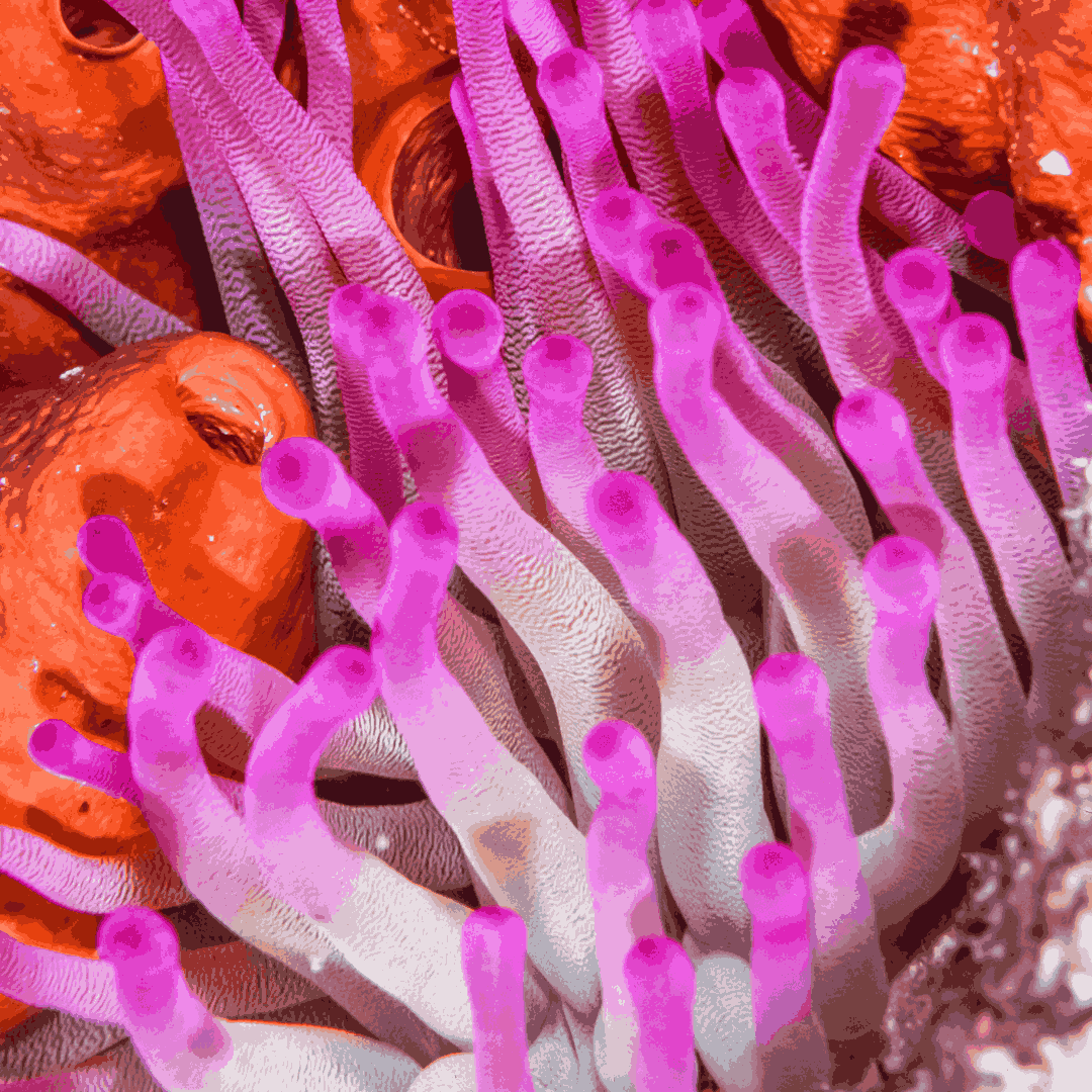 Haitian Purple Tip Condylactis Anemone