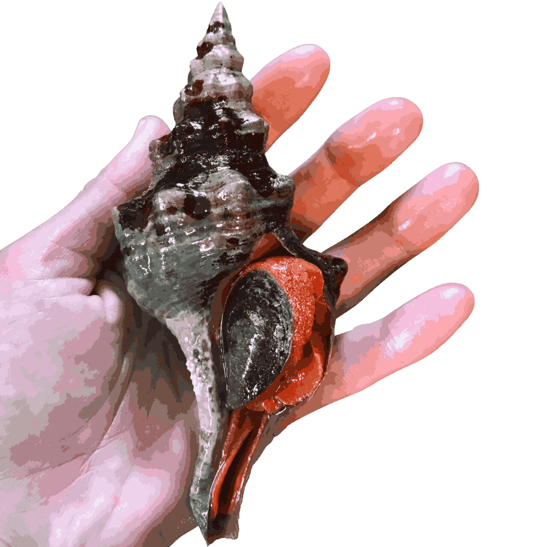 Horse Conch Snail (MD/LG)