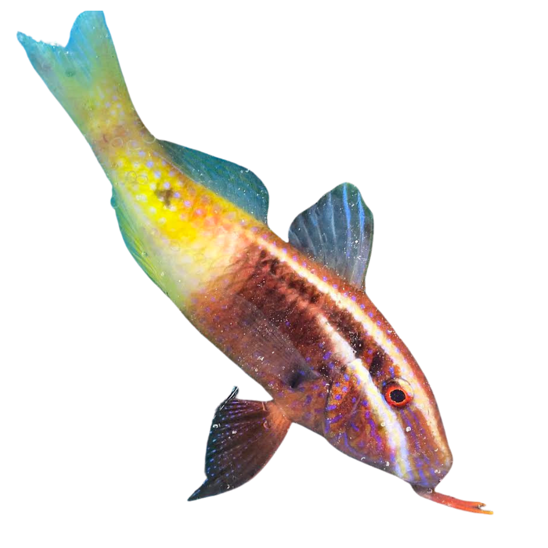 Bi Color Goatfish (medium)