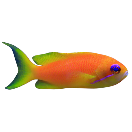 Orange (Blue Eye) Anthias: female (small)