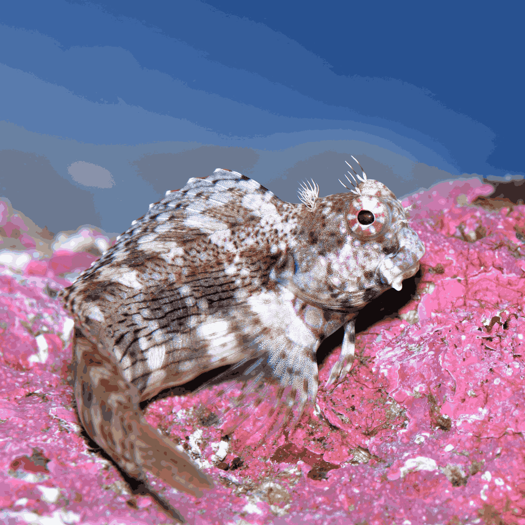 Lawnmower Blenny (small)