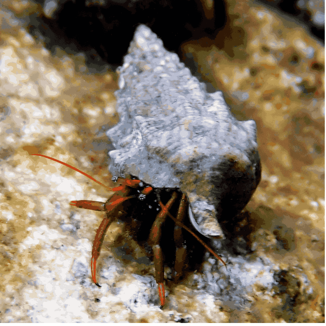 Mexican Red Leg Hermit