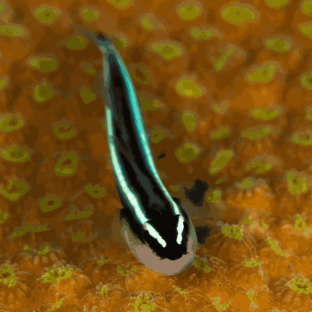 Neon Goby