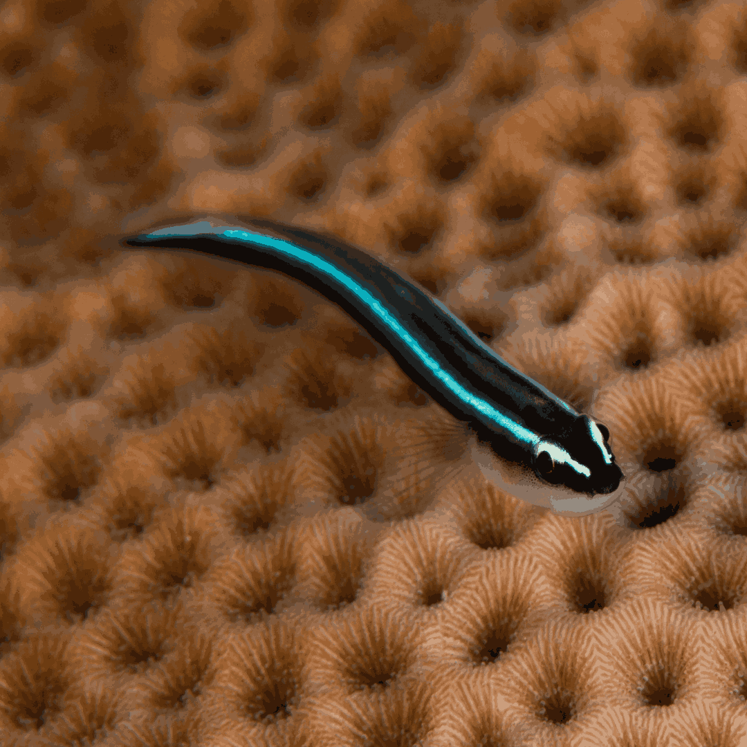 Neon Goby