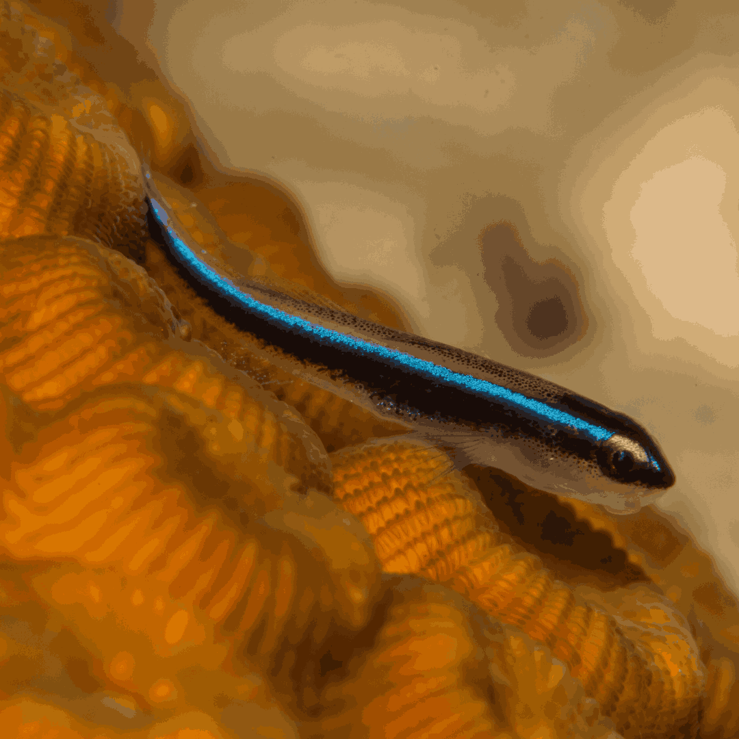 Neon Goby (nano)