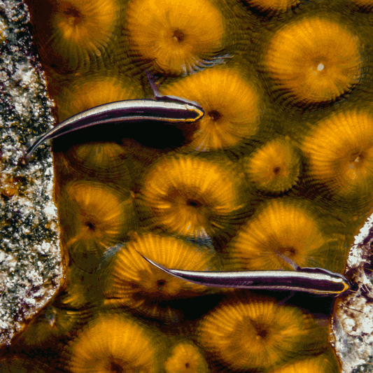 Neon Goby pair