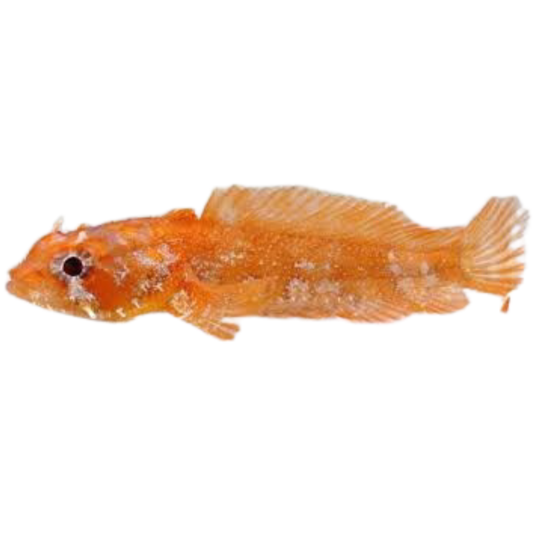 Buy Orange Toad Fish