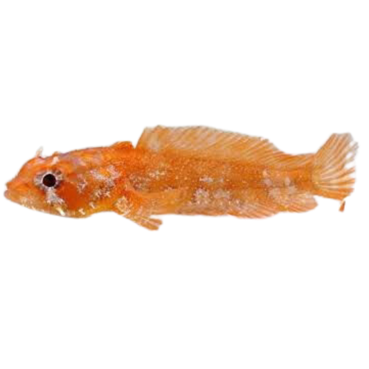 Buy Orange Toad Fish