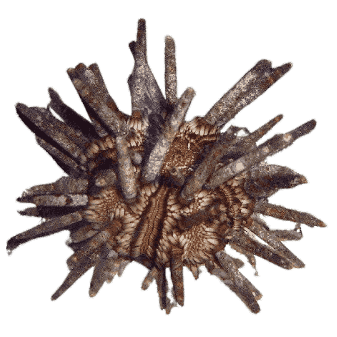 Pencil Urchin (small)