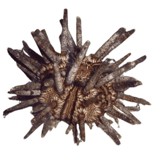 Pencil Urchin (small)