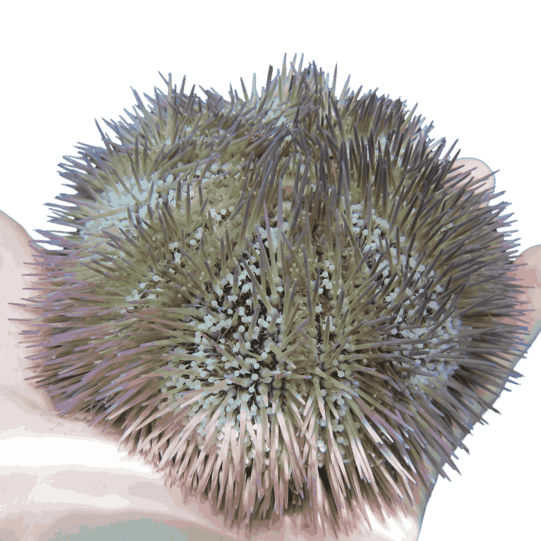 Pin Cushion Urchin Large