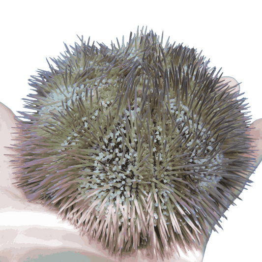 Pin Cushion Urchin Large