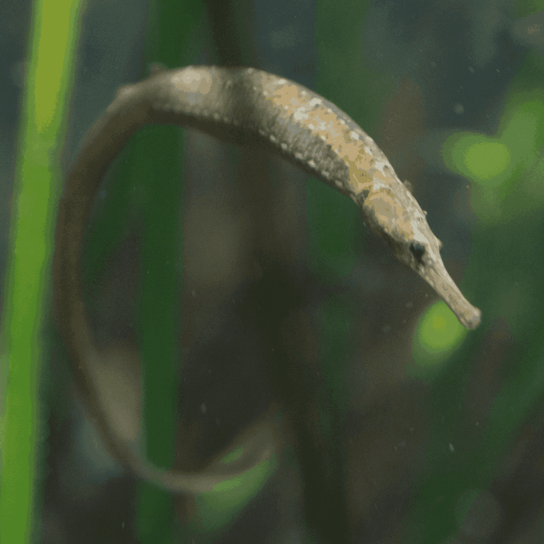 Pipefish