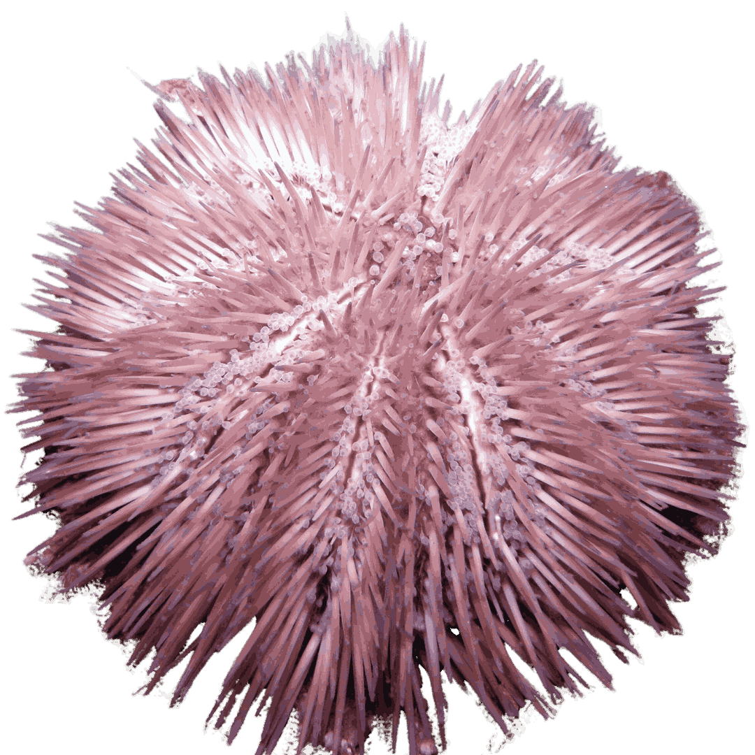 Purple Pin Cushion Urchin Small