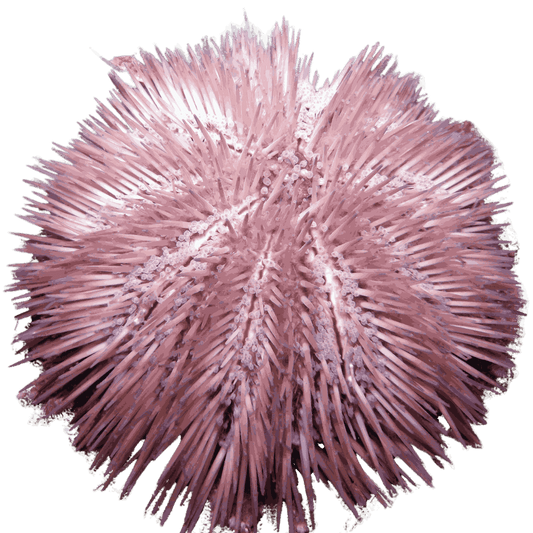 Purple Pin Cushion Urchin Small