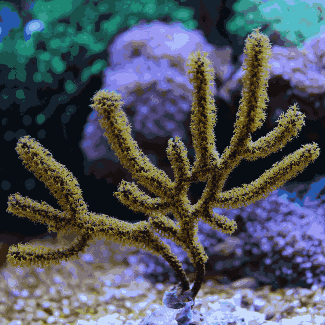 Purple Rod Gorgonian (under 10")